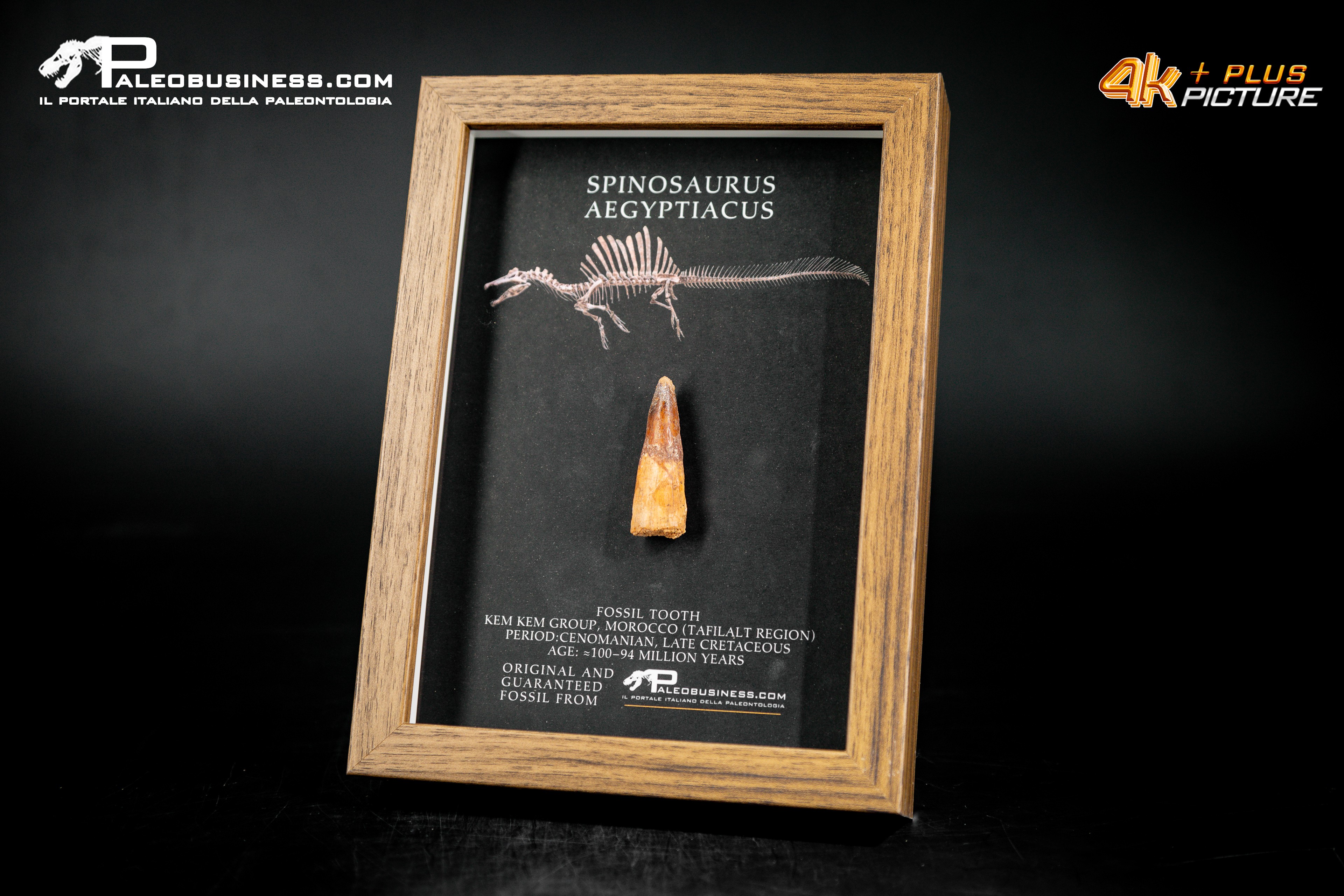 Dente fossile di Spinosaurus aegyptiacus  in cornice