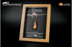 Dente fossile di Spinosaurus aegyptiacus  in cornice
