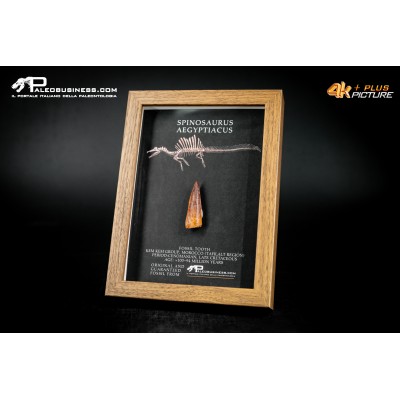 Dente fossile di Spinosaurus aegyptiacus  in cornice