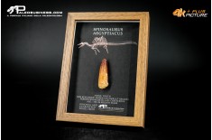 Dente fossile di Spinosaurus aegyptiacus  in cornice