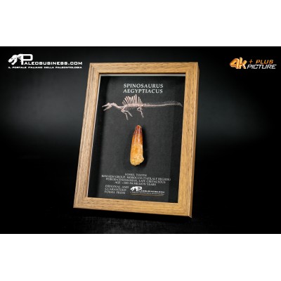 Dente fossile di Spinosaurus aegyptiacus  in cornice