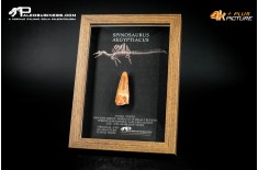 Dente fossile di Spinosaurus aegyptiacus  in cornice