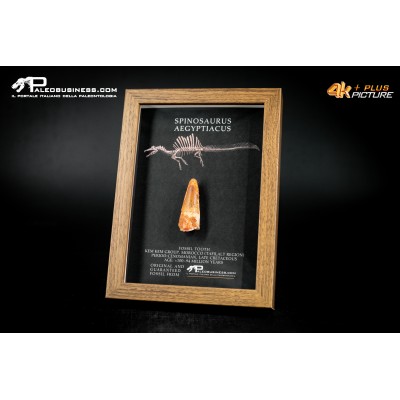 Dente fossile di Spinosaurus aegyptiacus  in cornice