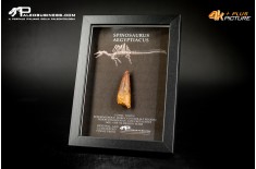 Dente fossile di Spinosaurus aegyptiacus  in cornice