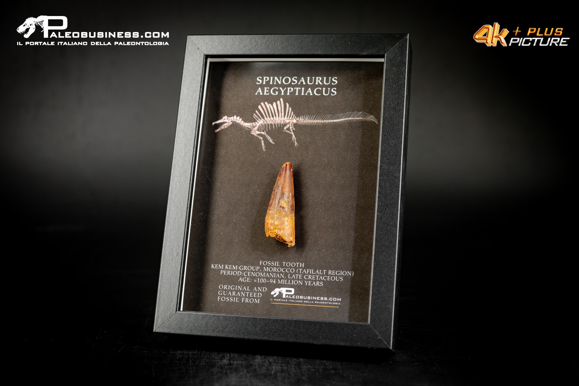 Dente fossile di Spinosaurus aegyptiacus  in cornice