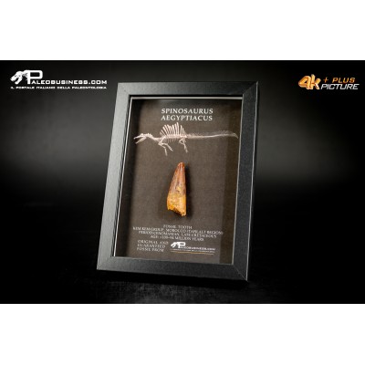 Dente fossile di Spinosaurus aegyptiacus  in cornice