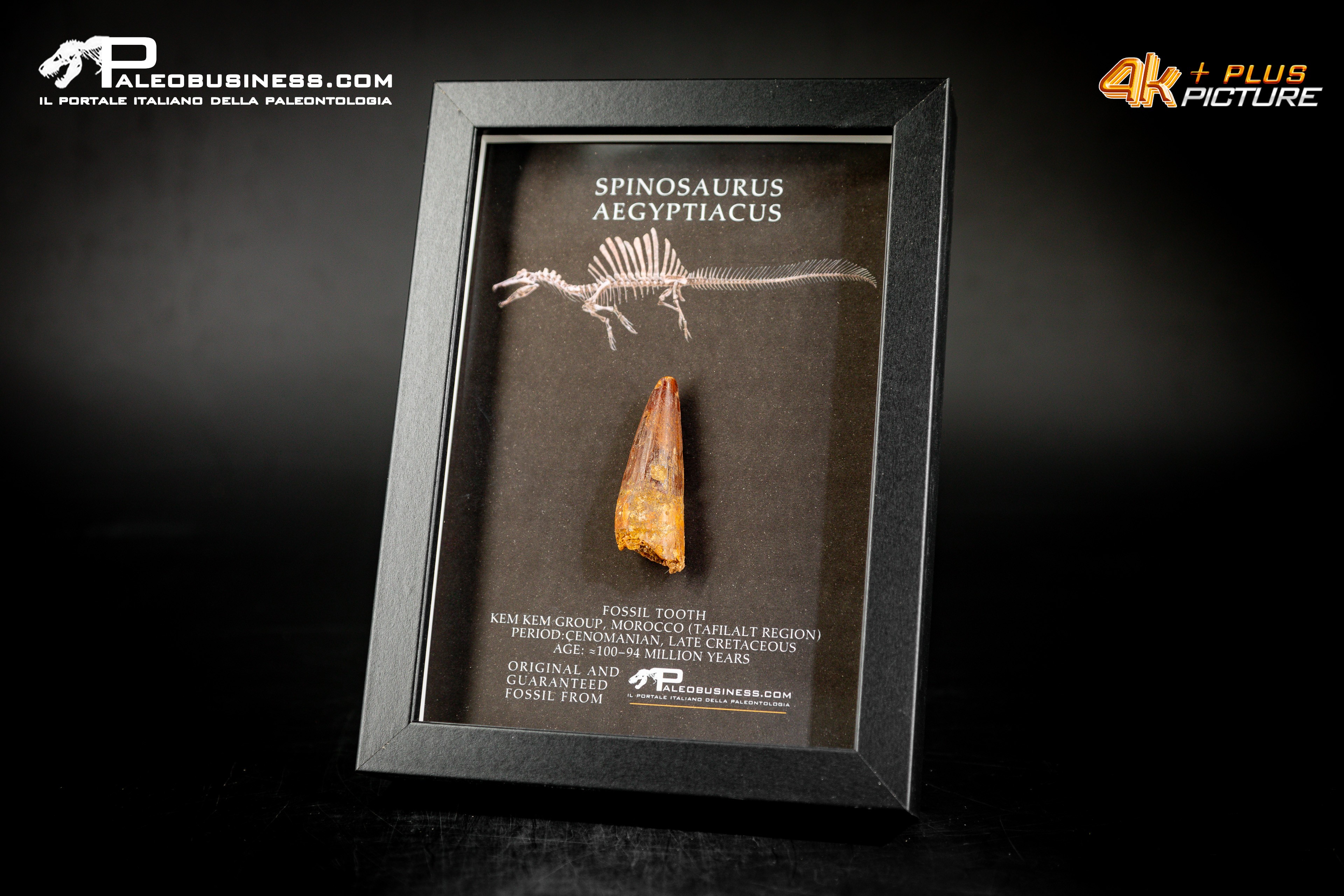 Dente fossile di Spinosaurus aegyptiacus  in cornice