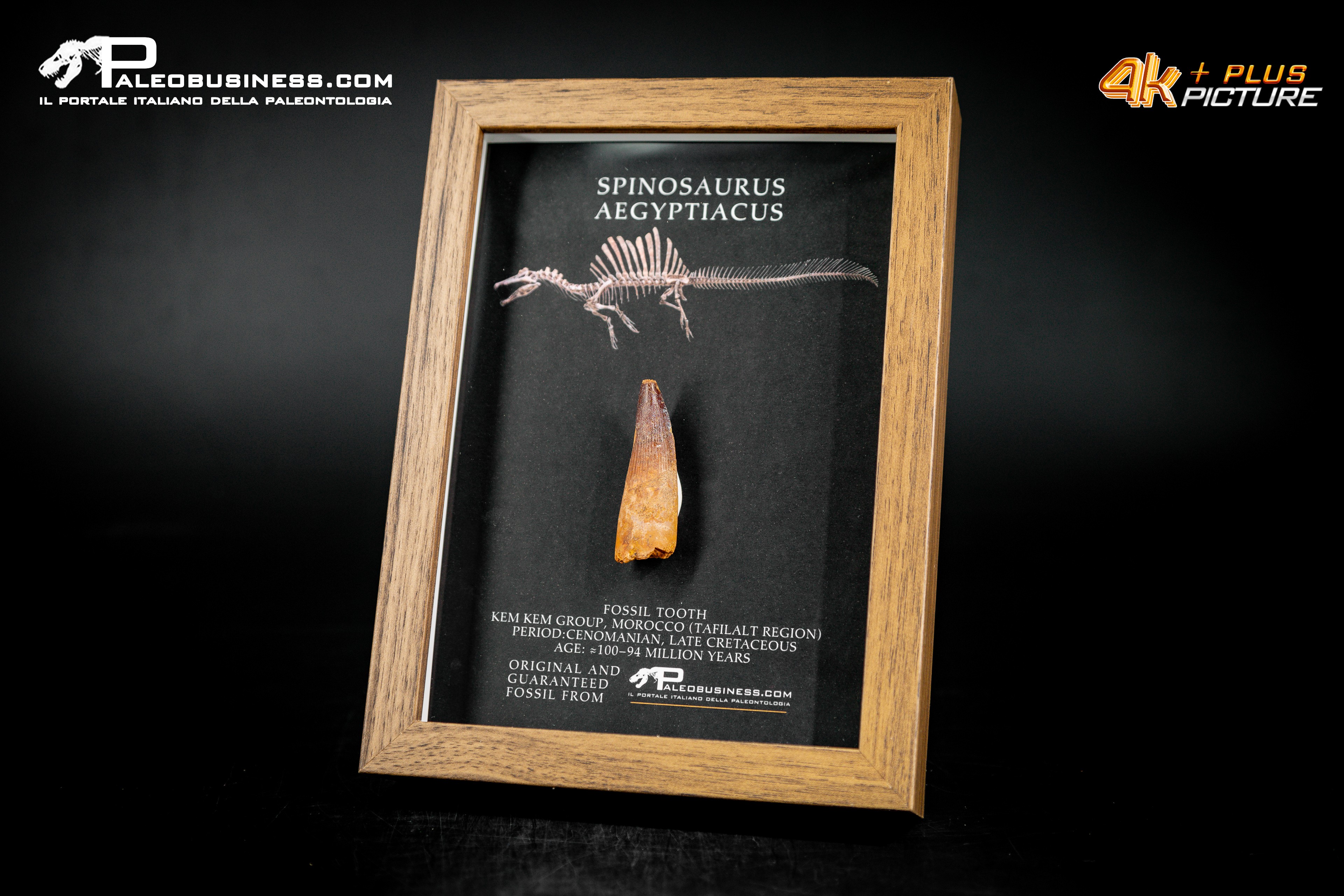 Dente fossile di Spinosaurus aegyptiacus  in cornice