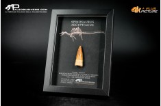 Dente fossile di Spinosaurus aegyptiacus  in cornice