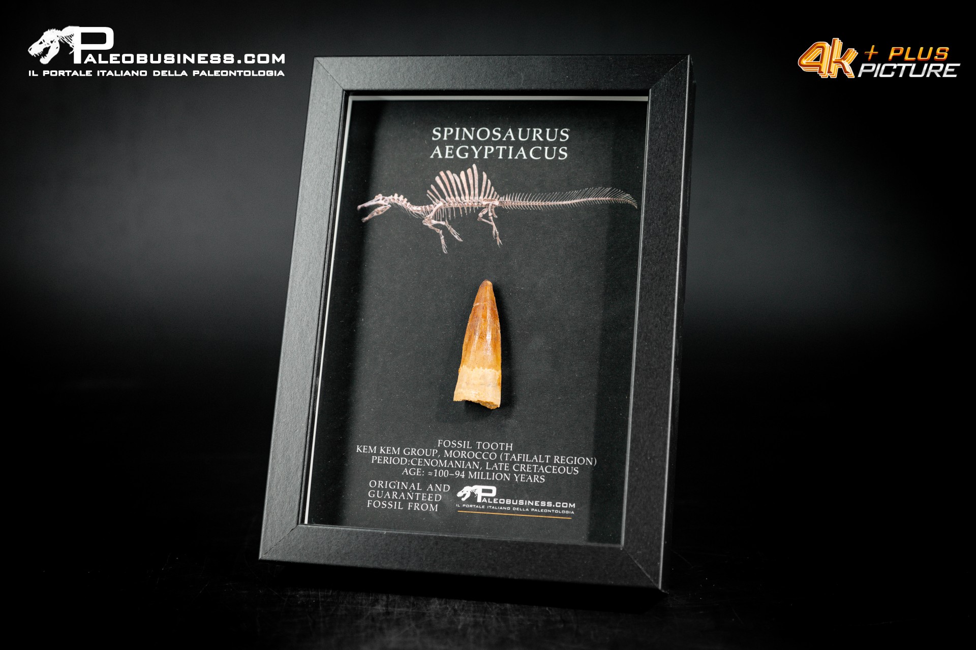 Dente fossile di Spinosaurus aegyptiacus  in cornice