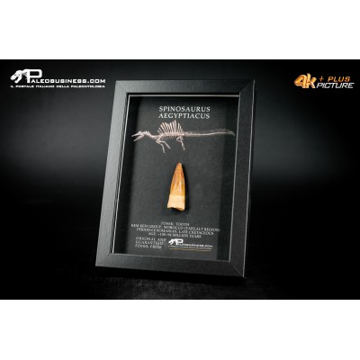 Dente fossile di Spinosaurus aegyptiacus  in cornice