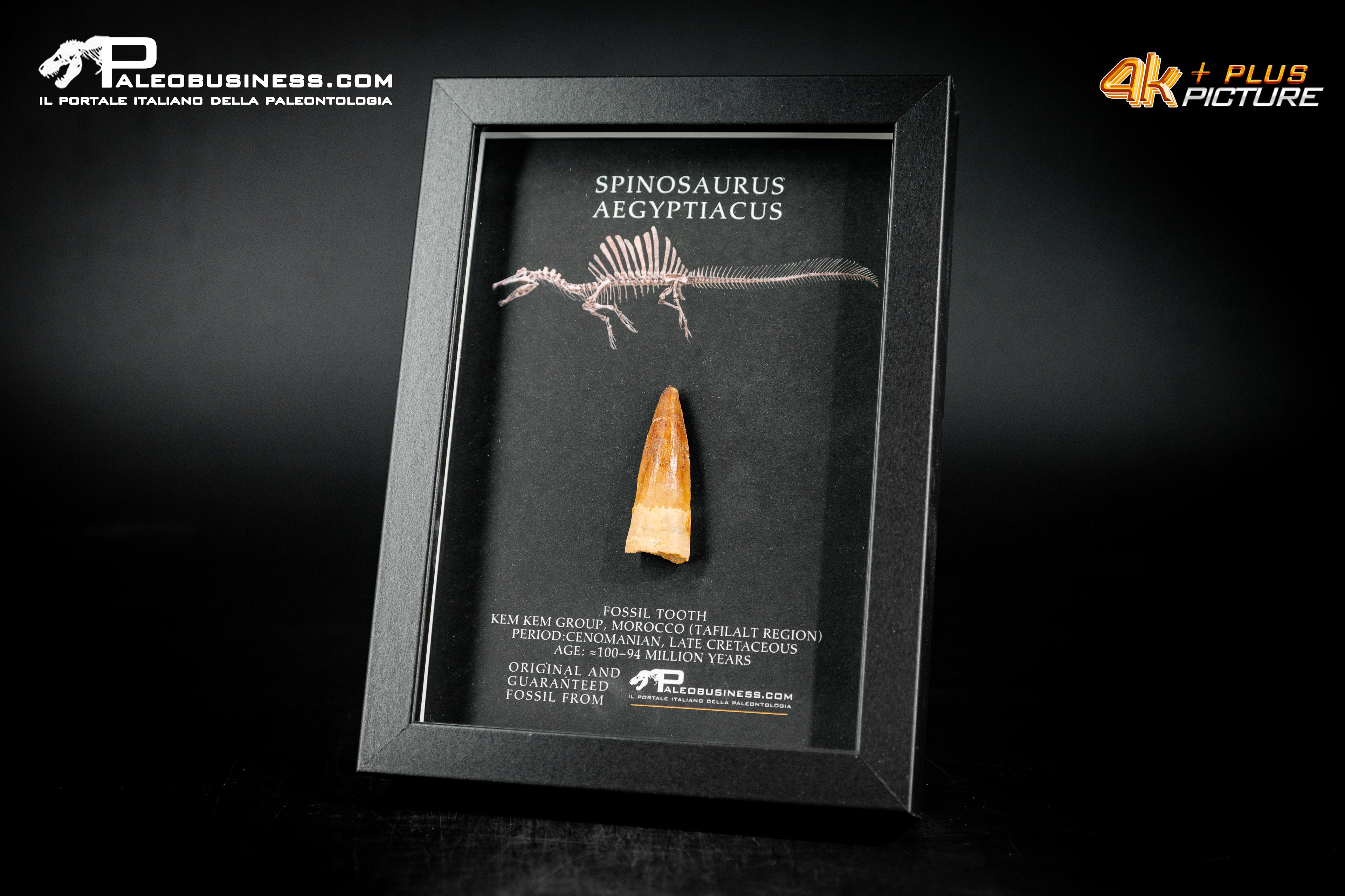 Dente fossile di Spinosaurus aegyptiacus  in cornice