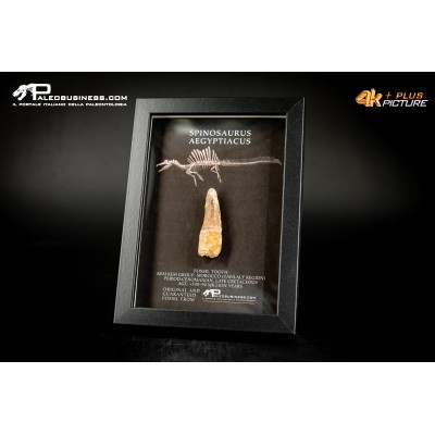 Dente fossile di Spinosaurus aegyptiacus  in cornice