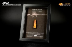 Dente fossile di Spinosaurus aegyptiacus  in cornice