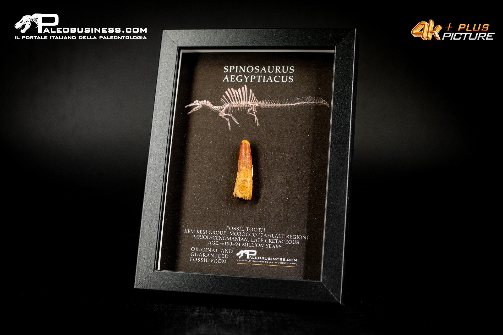 Dente fossile di Spinosaurus aegyptiacus  in cornice