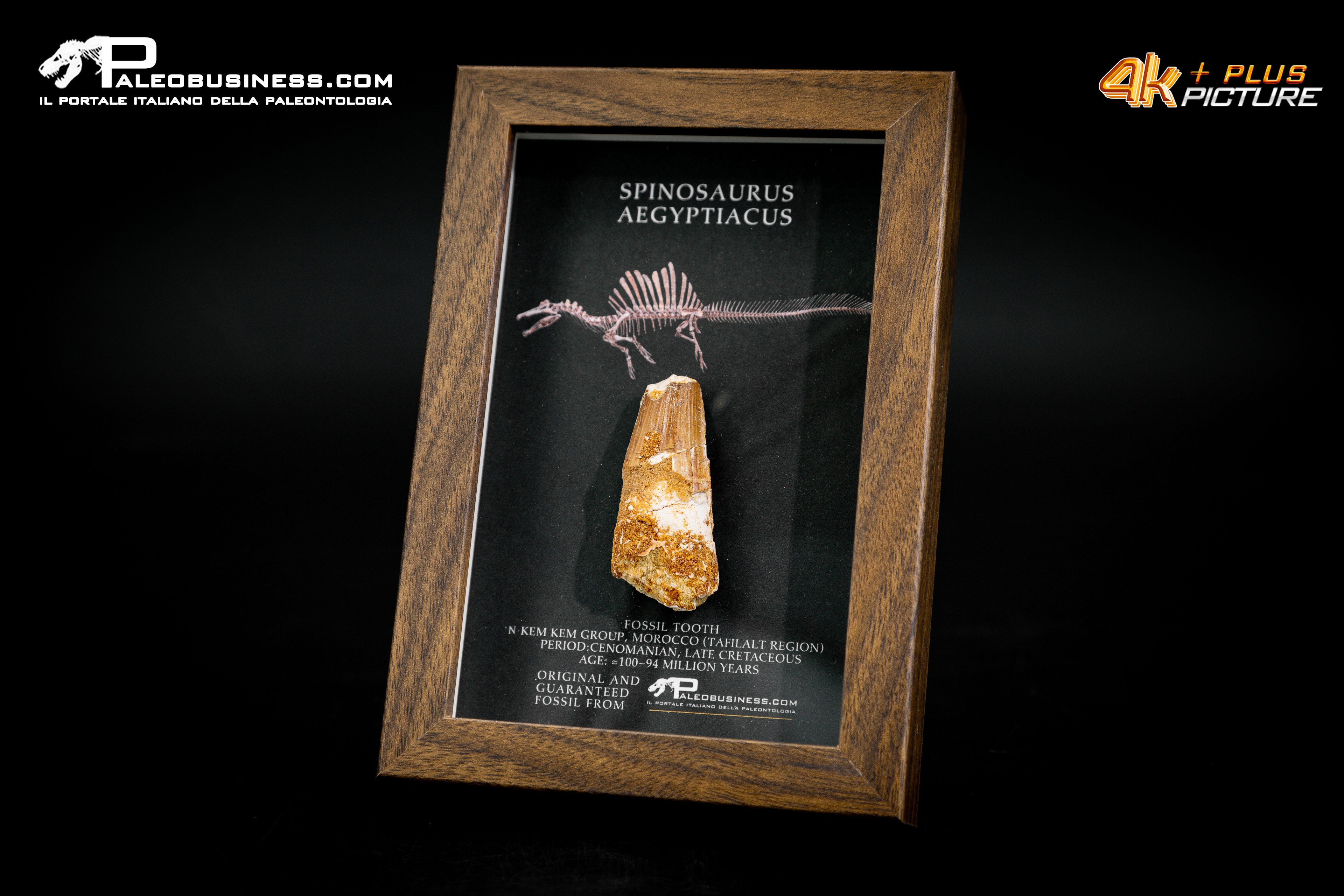 Dente fossile di Spinosaurus aegyptiacus  in cornice