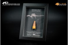 Dente fossile di Spinosaurus aegyptiacus  in cornice
