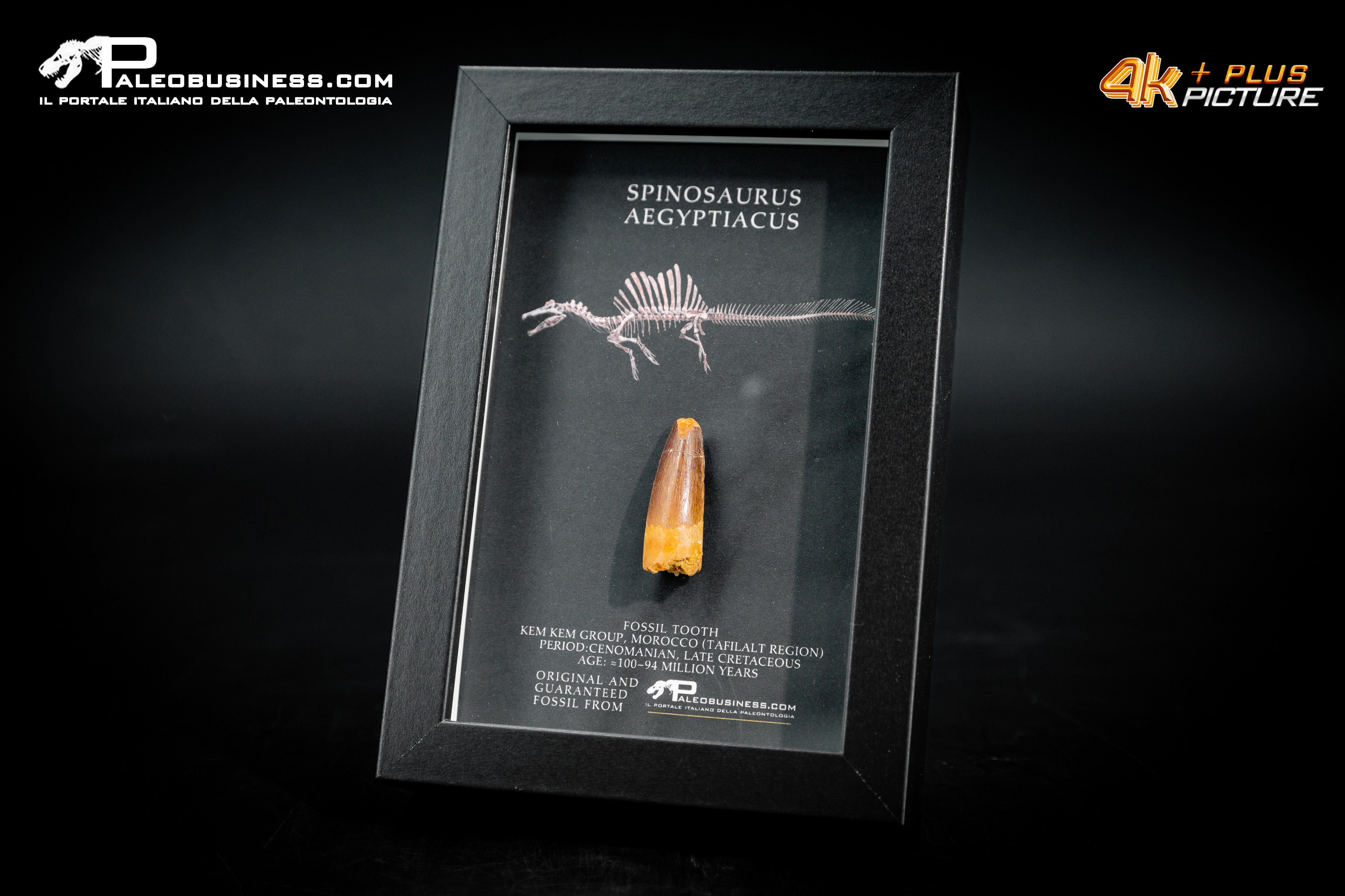 Dente fossile di Spinosaurus aegyptiacus  in cornice
