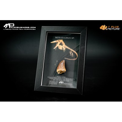 Dente fossile di Mosasaurus sp. in cornice