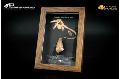 Dente fossile di Mosasaurus sp. in cornice
