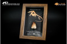 Dente fossile di Mosasaurus sp. in cornice