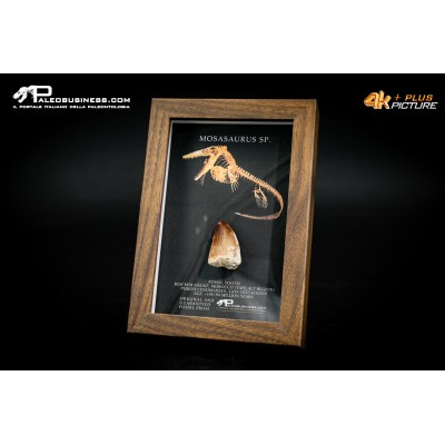Dente fossile di Mosasaurus sp. in cornice