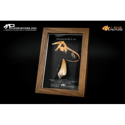 Dente fossile di Mosasaurus sp. in cornice