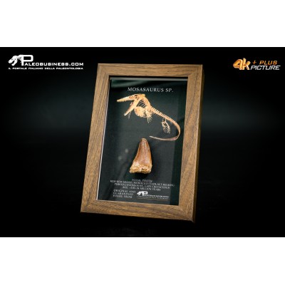Dente fossile di Mosasaurus sp. in cornice
