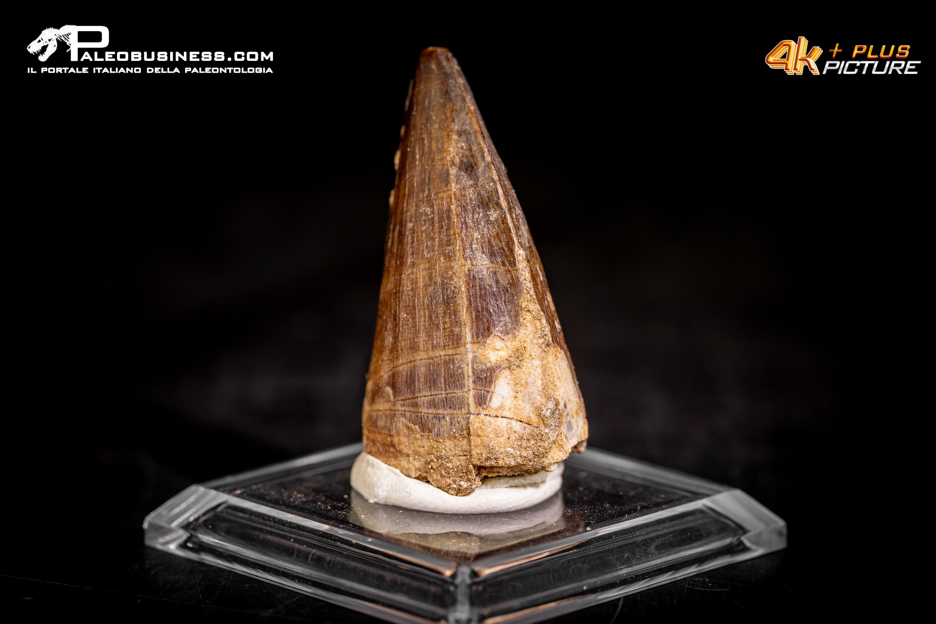 Dente fossile di Mosasaurus sp.