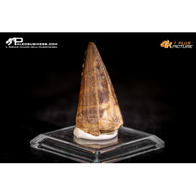 Dente fossile di Mosasaurus sp.