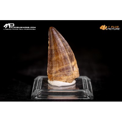 Dente fossile di Mosasaurus sp.
