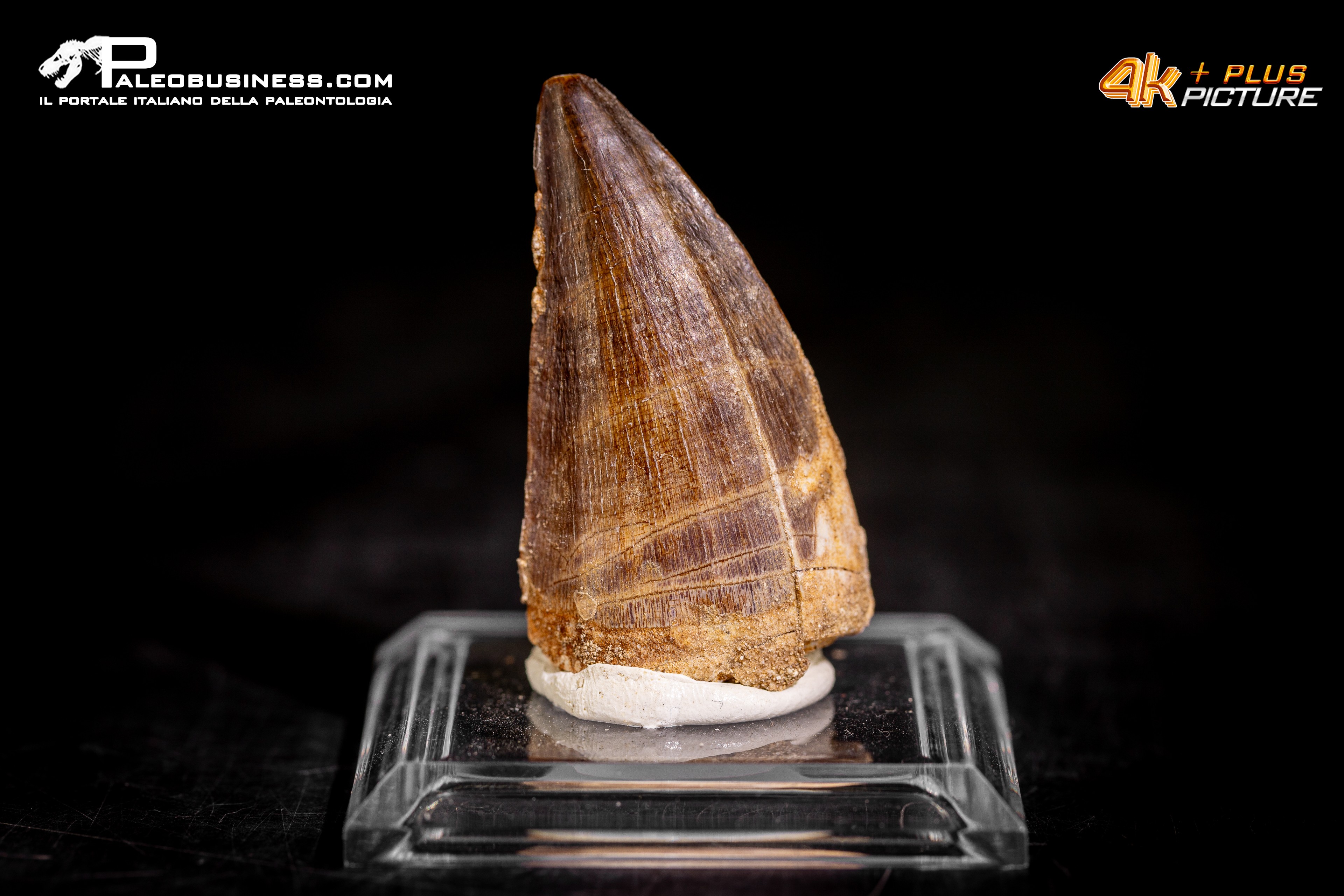 Dente fossile di Mosasaurus sp.