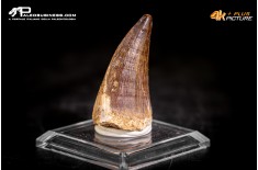 Dente fossile di Mosasaurus sp.