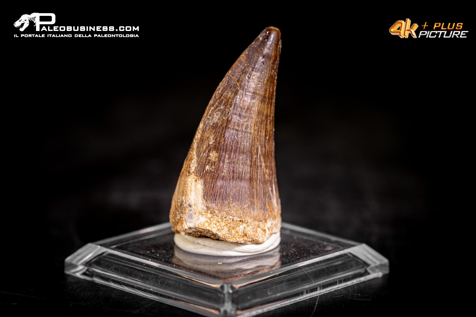 Dente fossile di Mosasaurus sp.