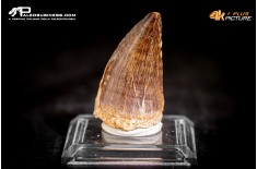 Dente fossile di Mosasaurus sp.