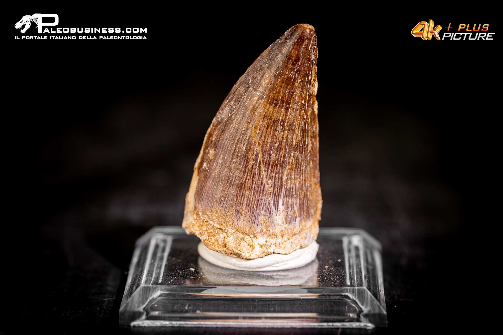 Dente fossile di Mosasaurus sp.