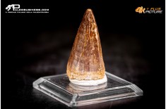 Dente fossile di Mosasaurus sp.