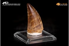 Dente fossile di Mosasaurus sp.
