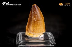 Dente fossile di Mosasaurus sp.