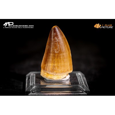 Dente fossile di Mosasaurus sp.