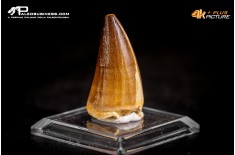 Dente fossile di Mosasaurus sp.