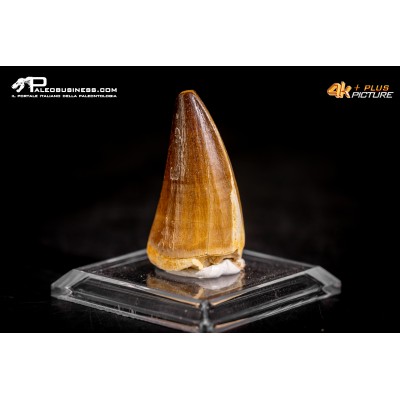 Dente fossile di Mosasaurus sp.