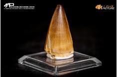 Dente fossile di Mosasaurus sp.