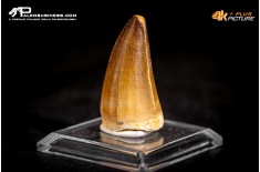 Dente fossile di Mosasaurus sp.