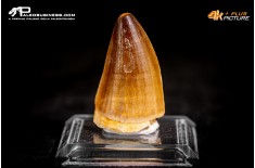 Dente fossile di Mosasaurus sp.