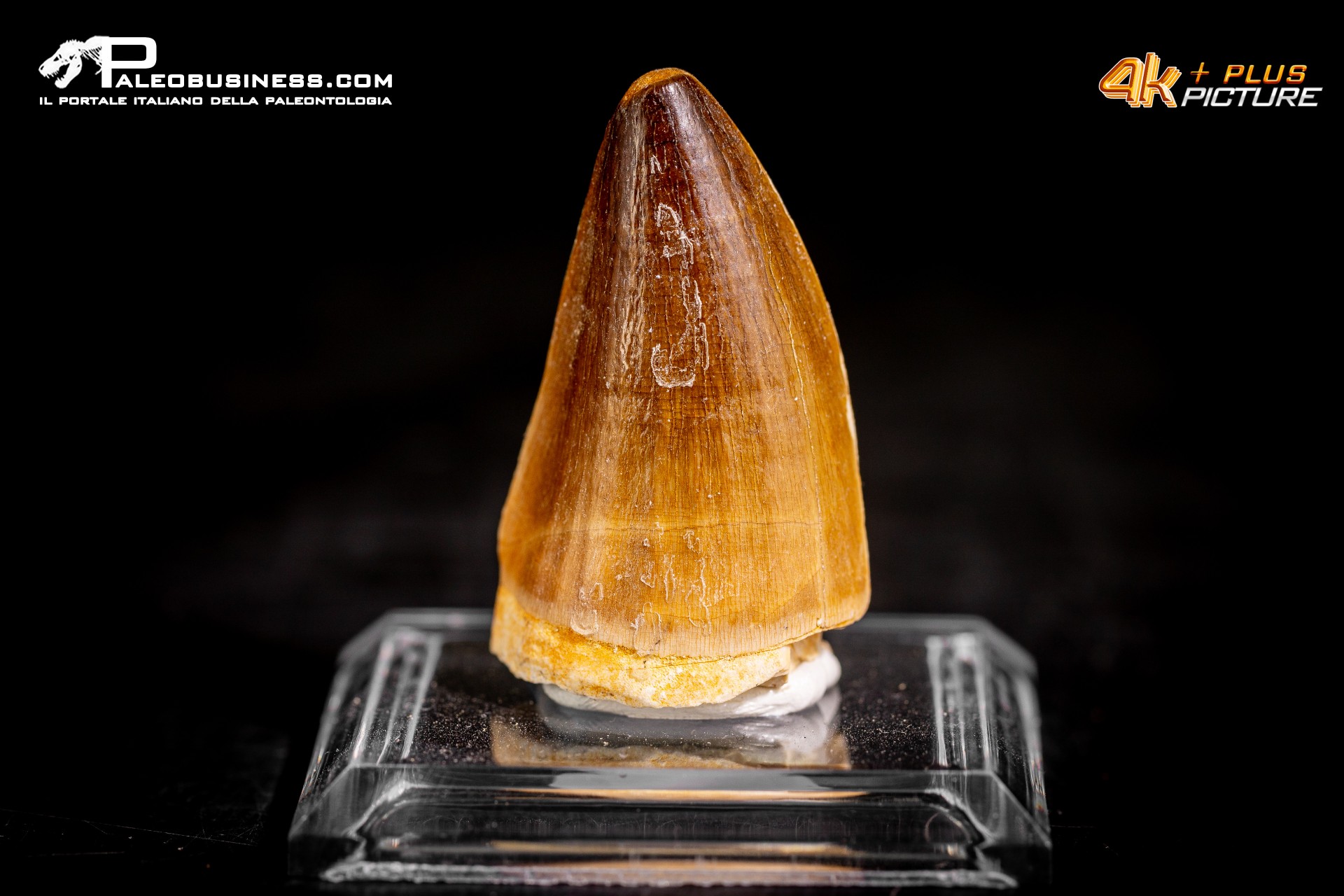 Dente fossile di Mosasaurus sp. Dente fossile di Mosasaurus sp.