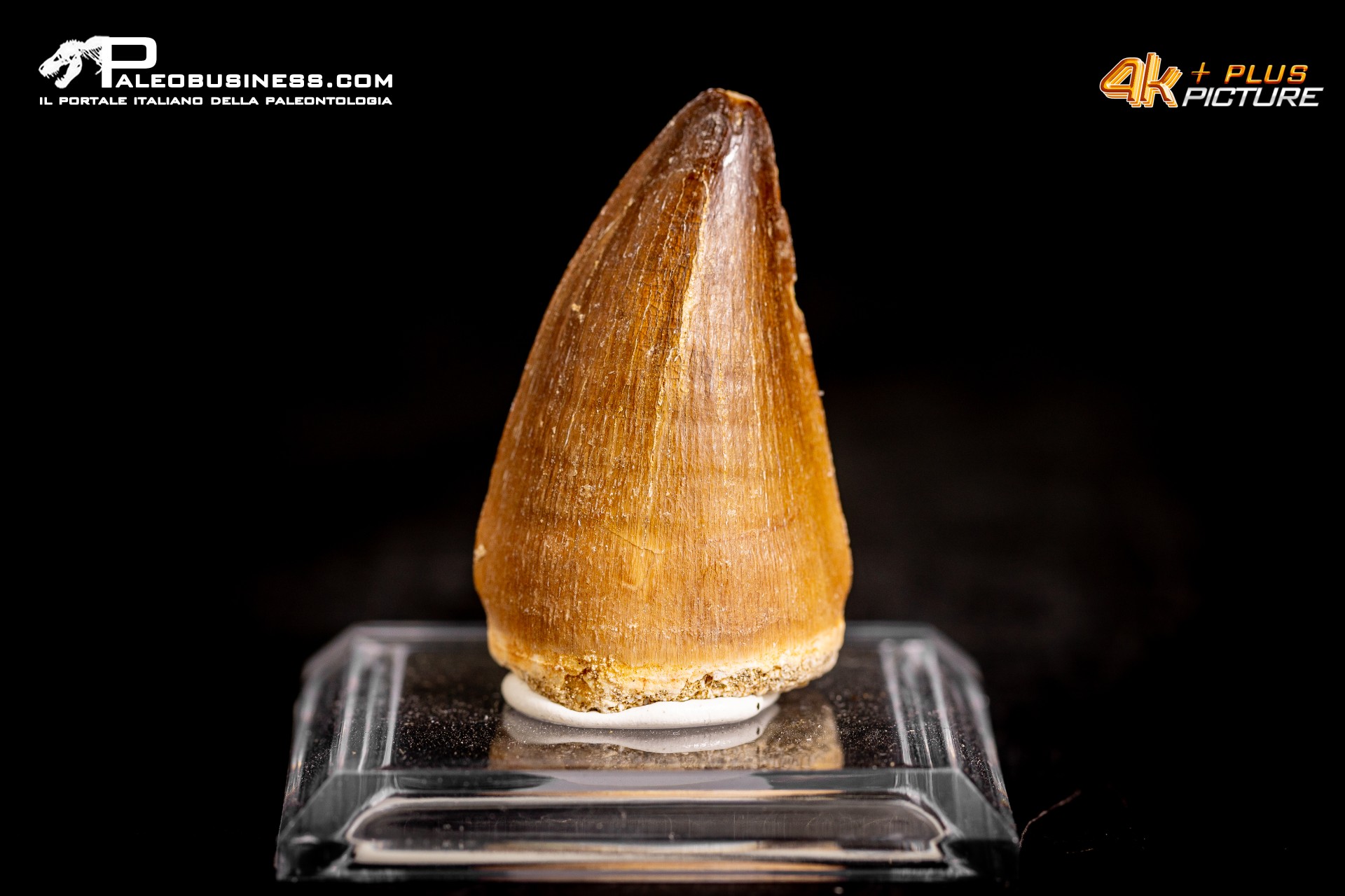 Dente fossile di Mosasaurus sp. Dente fossile di Mosasaurus sp.