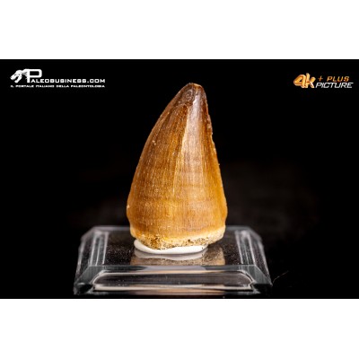 Dente fossile di Mosasaurus sp.