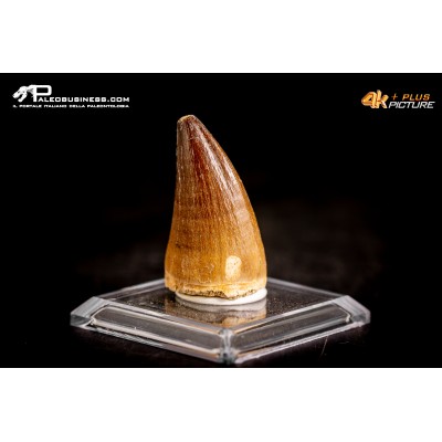Dente fossile di Mosasaurus sp.