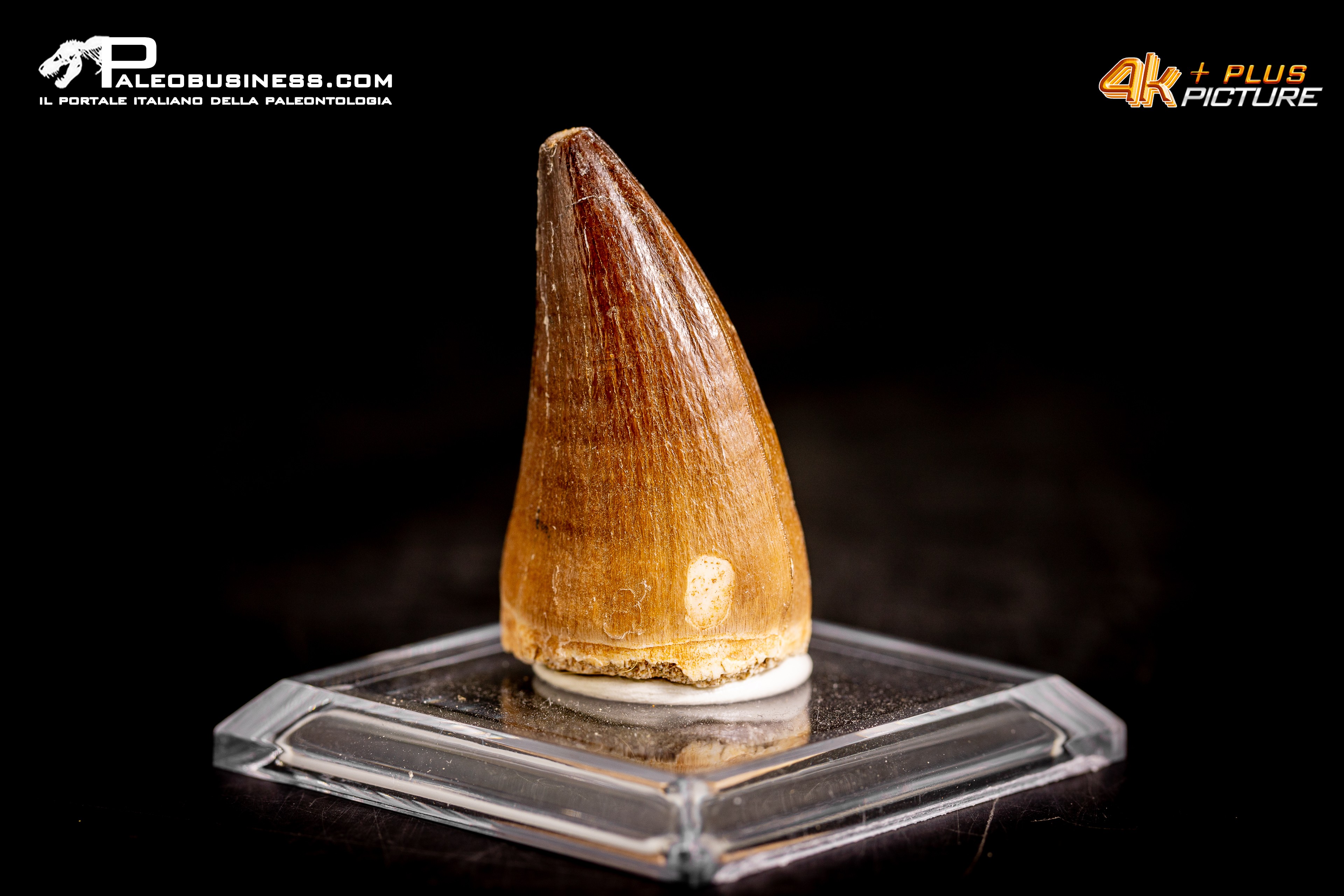 Dente fossile di Mosasaurus sp.